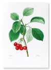 Cherries (Pack of 2 prints)