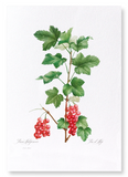 Redcurrant fruit (Pack of 2 prints)