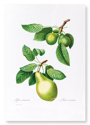 Pear No.1 (Pack of 2 prints)