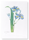 Butterfly flower  (Pack of 2 prints)