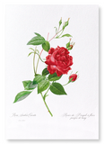 Red bengal red rose (Pack of 2 prints)