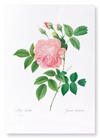 Pink rose No.1 (Pack of 2 prints)