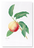 Peach No.1 (Pack of 2 prints)