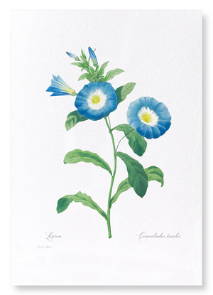 Field bindweed (Pack of 2 prints)