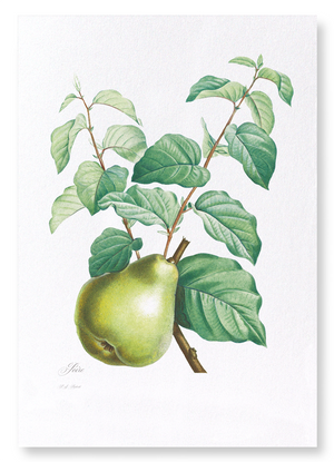 Pear No.2 (Pack of 2 prints)