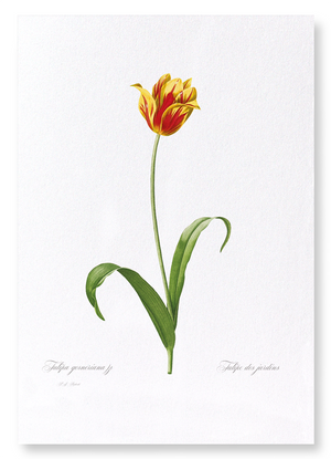 Didier's tulip (Pack of 2 prints)