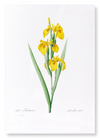 Yellow iris (Pack of 2 prints)