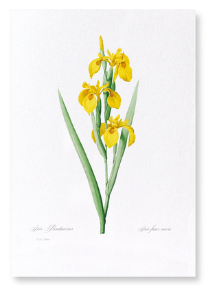 Yellow iris (Pack of 2 prints)