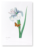 Spanish Iris No.2 (Pack of 2 prints)