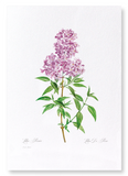 Lilac No.3 (Pack of 2 prints)