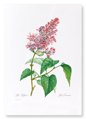 Lilac No.4 (Pack of 2 prints)