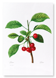 Cherries No. 2 (Pack of 2 prints)