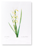 Iris  (Pack of 2 prints)