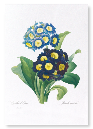 Primula auricula No.1 (Pack of 2 prints)