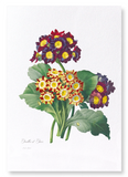 Primula auricula No.2 (Pack of 2 prints)