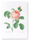 Pink rose No.2 (Pack of 2 prints)