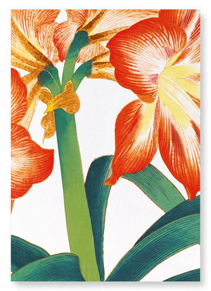 Amaryllis (Pack of 2 art prints)