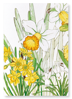 Daffodil (Pack of 2 art prints)