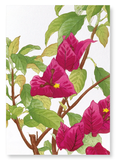 Bougainvillea (Pack of 2 art prints)