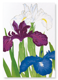 Iris (Pack of 2 art prints)