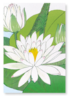 Water lily (Pack of 2 art prints)