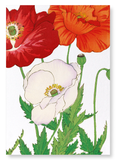 Three poppies (Pack of 2 art prints)