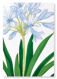 Agapanthus (Pack of 2 art prints)