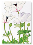 Anemone (Pack of 2 art prints)