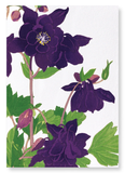 Aquilegia (Pack of 2 art prints)