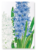 Hyacinth (Pack of 2 art prints)