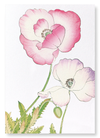 Pink and purple poppy (Pack of 2 art prints)