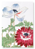 Blue and red anemone (Pack of 2 art prints)