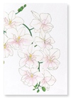 Orchid (Pack of 2 art prints)