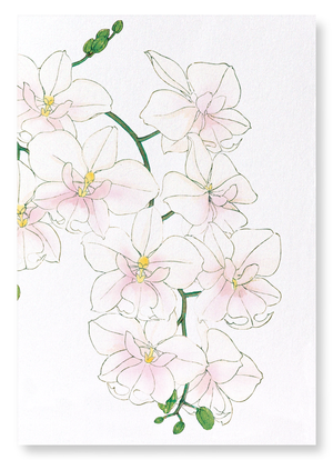 Orchid (Pack of 2 art prints)