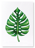 Monstera deliciosa : 2 prints