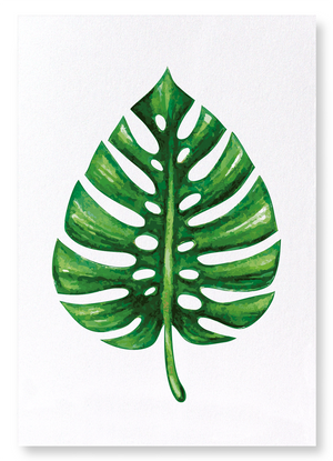 Monstera deliciosa : 2 prints