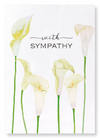 Calla lily of sympathy : 2 prints