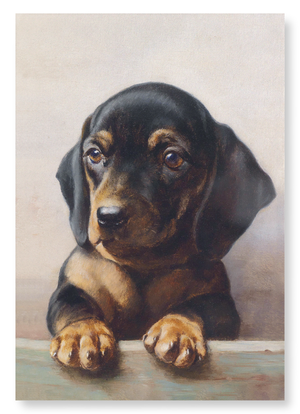 Young dachshund  : 2 prints