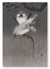 Waxwing birds (Pack of 2 prints)