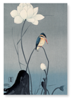 Kingfisher and lotus (Pack of 2 prints)