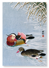 Mandarin duck (Pack of 2 prints)