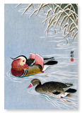 Mandarin duck (Pack of 2 prints)