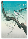 Bush warbler and plum blossoms (Pack of 2 prints)