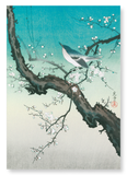 Bush warbler and plum blossoms (Pack of 2 prints)