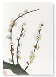 Plum blossom (Pack of 2 prints)