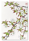 Cherry blossoms (Pack of 2 prints)