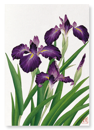 Purple iris (Pack of 2 prints)