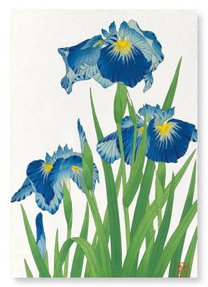 Blue iris (Pack of 2 prints)