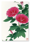 Red morning glory (Pack of 2 prints)