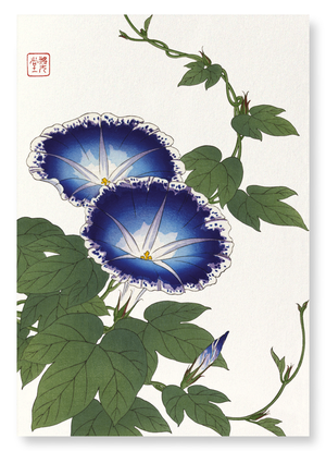 Blue morning glory (Pack of 2 prints)